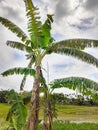 Banana tree. Indian banana tree image Royalty Free Stock Photo