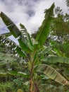 Banana tree. Indian banana tree image Royalty Free Stock Photo