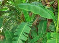 Banana tree. Indian banana tree image Royalty Free Stock Photo