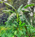 Banana tree. Indian banana tree image Royalty Free Stock Photo