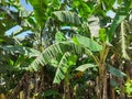 Banana trees. Indian banana tree image Royalty Free Stock Photo