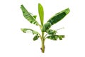 Banana tree isolate die cut on white background with clipping path Royalty Free Stock Photo