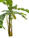 Banana tree isolated on white background Royalty Free Stock Photo