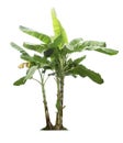 Banana tree isolated on a white background with clipping paths Royalty Free Stock Photo