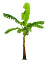 Banana tree isolated on a white background with clipping paths Royalty Free Stock Photo