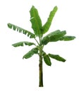 Banana tree isolated on a white background with clipping paths Royalty Free Stock Photo