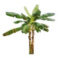 Banana tree isolated on a white background with clipping paths Royalty Free Stock Photo