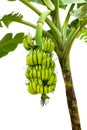 Banana on tree isolated on white background