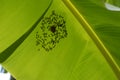 Banana tree leaf. Bee hive formation. Agritourism farm, Brazil, South America