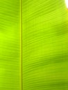 Banana tree leaf,closeup,stricted-composition Royalty Free Stock Photo