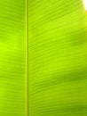 Banana tree leaf,closeup,stricted-composition