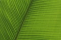 Banana tree leaf detail Royalty Free Stock Photo