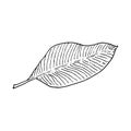 Banana tree leaf. Line art doodle sketch. Black outline on white background. Vector illustration Royalty Free Stock Photo