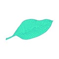 Banana tree leaf. Line art doodle sketch. Mint green on white background. Vector illustration.