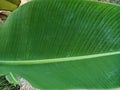 Banana tree leaves are green with a beautiful texture Royalty Free Stock Photo
