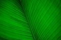 Banana tree leaves in macro photography . bright green leaf of banana tree. banana tree leaf veins background texture Royalty Free Stock Photo