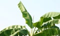 Banana tree leaves Royalty Free Stock Photo