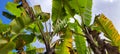 banana tree leavesn with a blue sky background