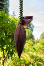 Banana tree in Mainau in Germany Royalty Free Stock Photo