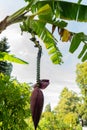 Banana tree in Mainau in Germany Royalty Free Stock Photo