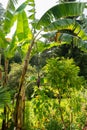 Banana tree in Mainau in Germany Royalty Free Stock Photo