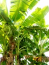 Banana tree organic plantation Royalty Free Stock Photo