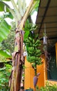 Banana tree. Organic Robusta Banana