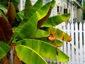 Banana tree outside picket fence in Key West Neighborhood