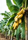 Banana tree in plantation with bunch of ripe bananas. Royalty Free Stock Photo