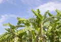 Banana tree plantation in nature garden with daylight blue sky