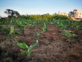 Banana tree plantation in urban city garden. Agriculture in urban areas. Harvesting Banana tree near urban metro city. Urban Royalty Free Stock Photo