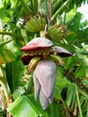 Banana Tree Plants Flower Fruit