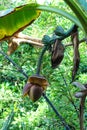 Banana tree producing fruit in tropical looking forest setting