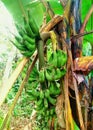 A banana tree in progress