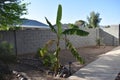 Banana Tree with Pups in Arizona Backyard