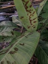 banana tree with red leaf Royalty Free Stock Photo