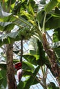 A bunch of bananas and a flower bud ripening on a Banana tree in a conservatory Royalty Free Stock Photo