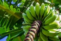 Banana Tree in Russell New Zealand