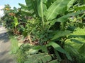 banana tree on the side of the road Royalty Free Stock Photo