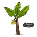 Banana tree sketch illustration.Detailed botanical style sketch. Tropical tree.Isolated exotic object.
