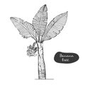 Banana tree sketch illustration.Detailed botanical style sketch. Tropical tree.Isolated exotic object.