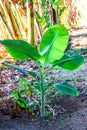 Banana tree small, banana farm