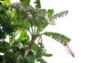 Banana tree and Tearing a banana leaf with raw banana. Isolated on white background with clipping path Royalty Free Stock Photo