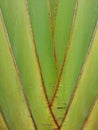 Banana tree texture Royalty Free Stock Photo