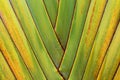 Banana tree texture Royalty Free Stock Photo