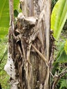 Banana tree trunk, which is getting old Royalty Free Stock Photo