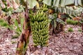 Banana tree on a typical plantation