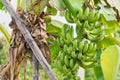 Banana tree with unripe raw green bananas bunches growing ripen on the plantation at organic banana farm. food and agricultural Royalty Free Stock Photo