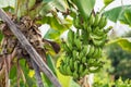 Banana tree with unripe raw green bananas bunches growing ripen on the plantation at organic banana farm. food and agricultural Royalty Free Stock Photo