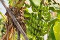 Banana tree with unripe raw green bananas bunches growing ripen on the plantation at organic banana farm. food and agricultural Royalty Free Stock Photo